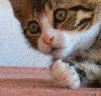 GIF_1697504566449.gif
