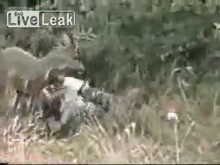 giphy.1615152110.gif