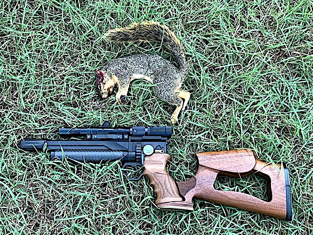 GK1 squirrel.jpg