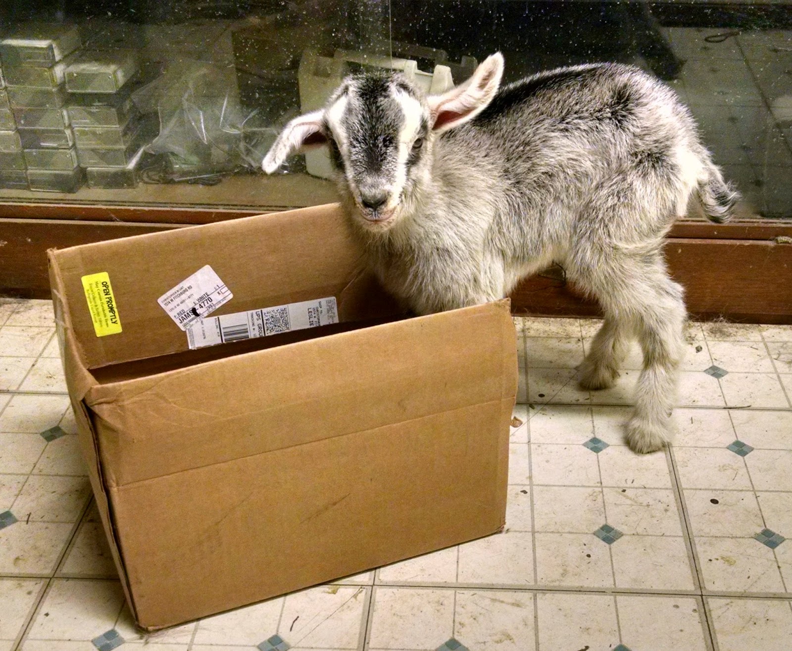 goat in box.jpg