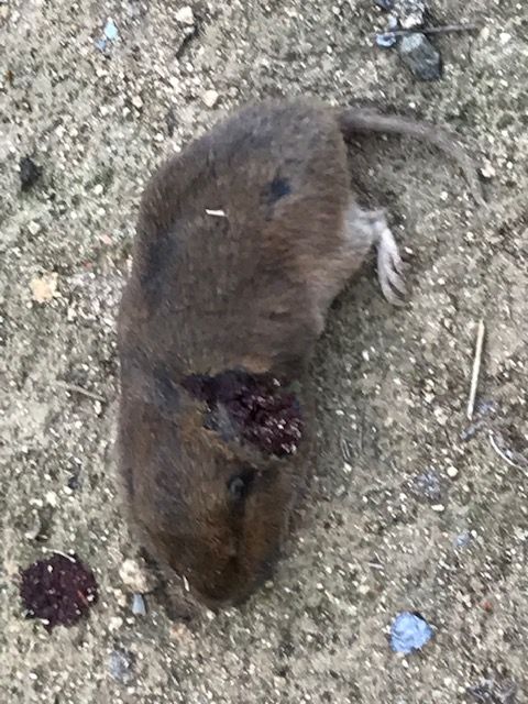 gopher 1.1610941653.jpg