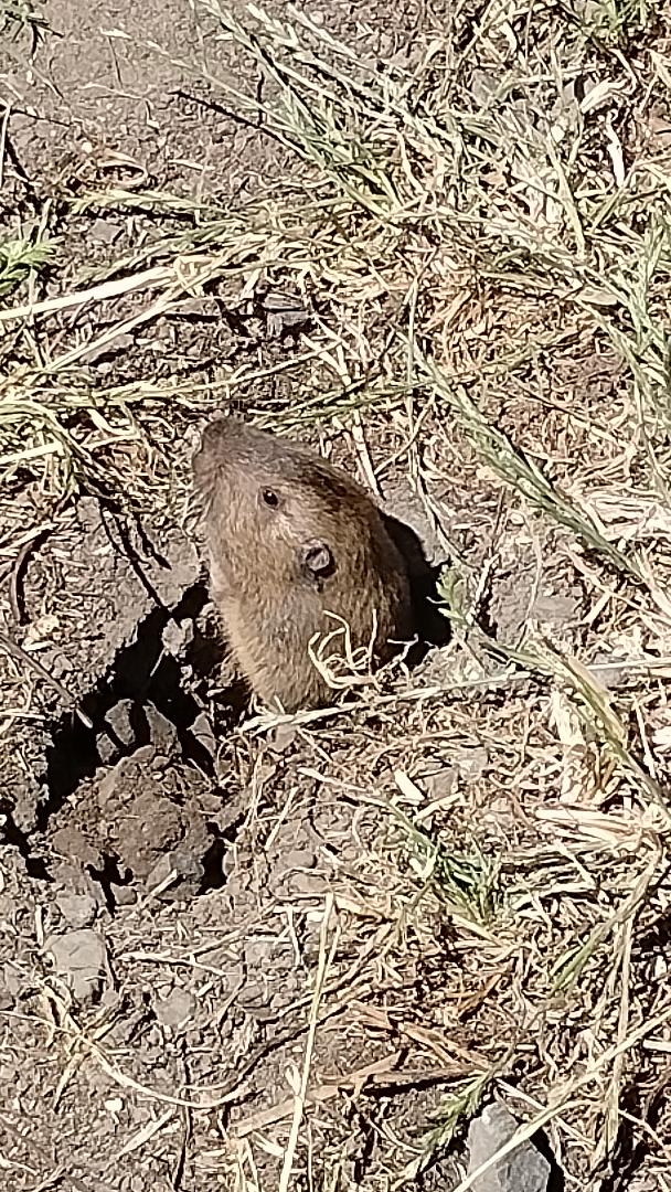 gopher.jpg