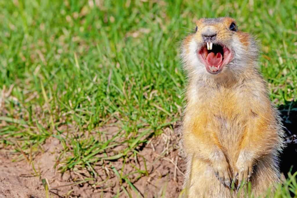 Gopher4-1024x683[1].jpg