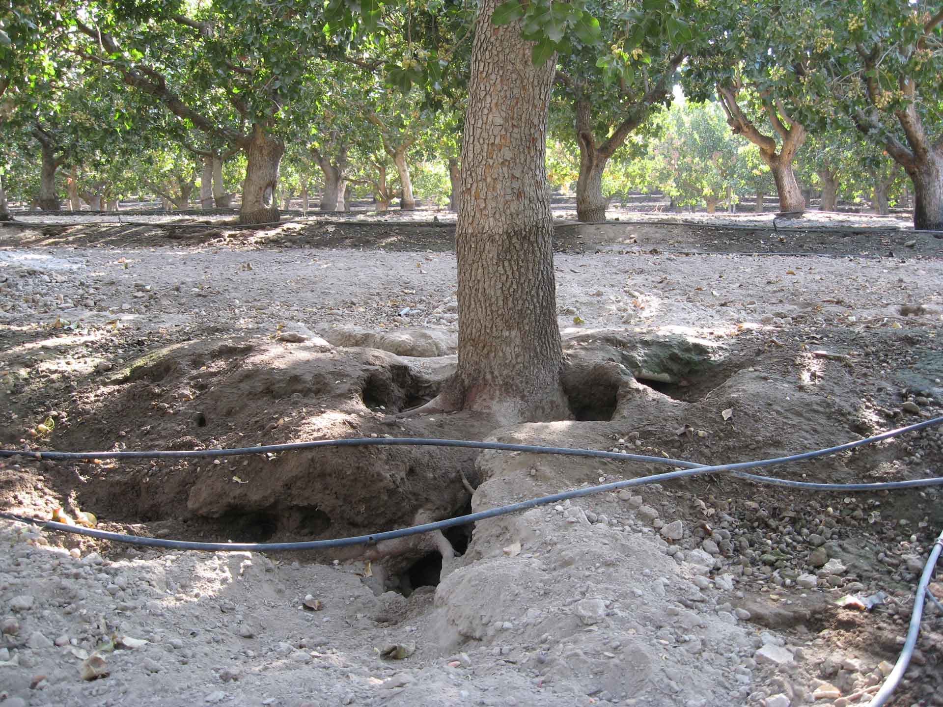 Ground-Squirrel-Burrow-6-1.jpg