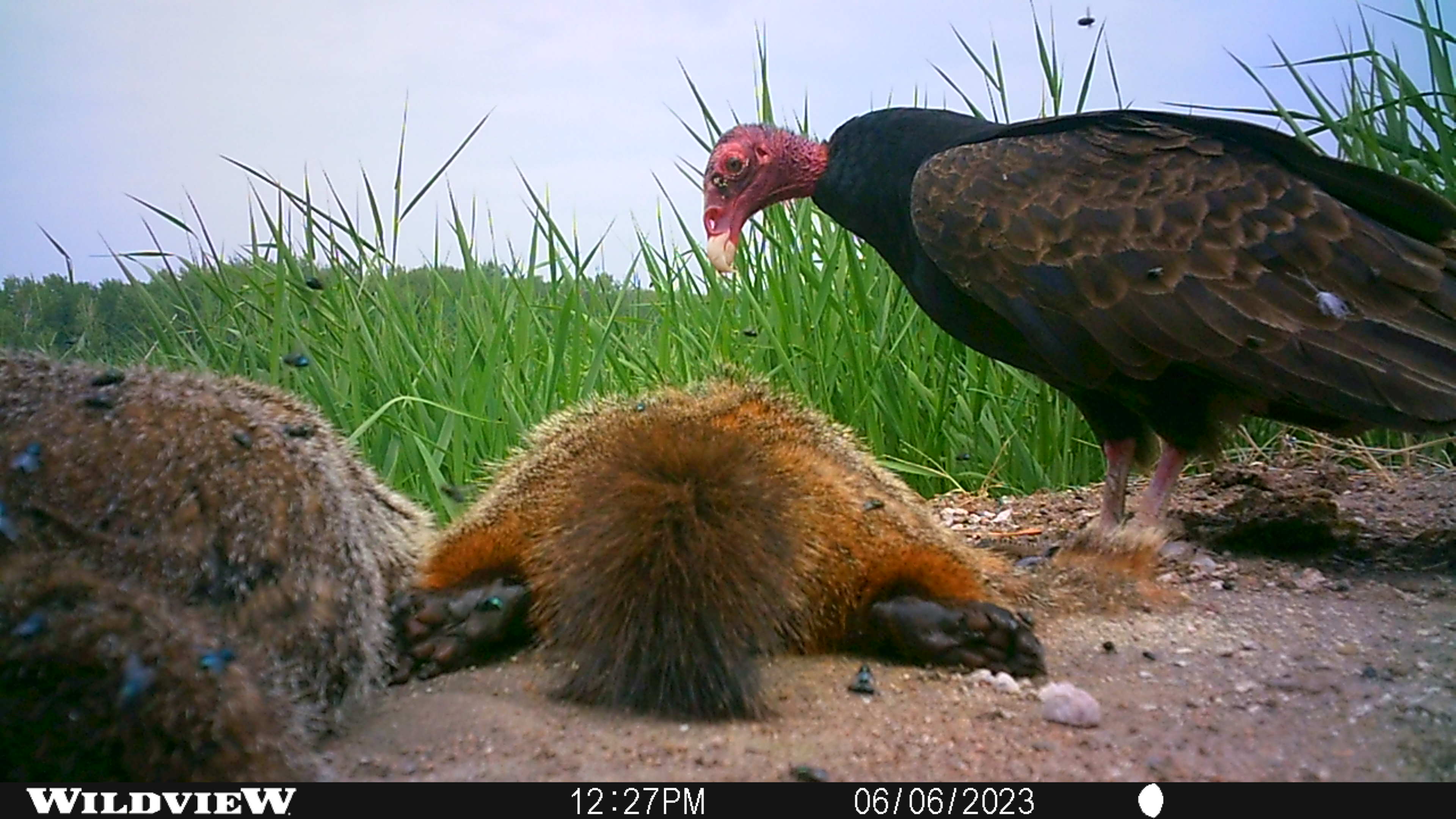 Groundhogs and Turkey Vulture.JPG
