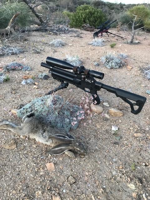 Hare.1654469084.jpg