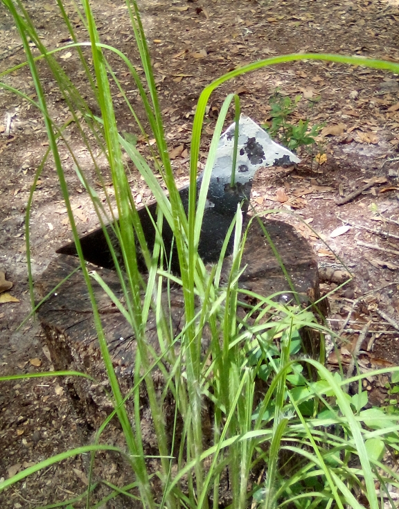 hatsan 95 obstructed bird 35yards.jpg