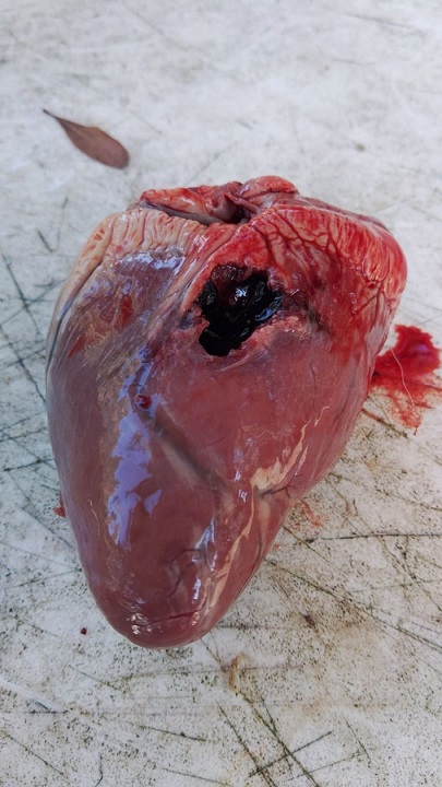 Heart Shot.jpg