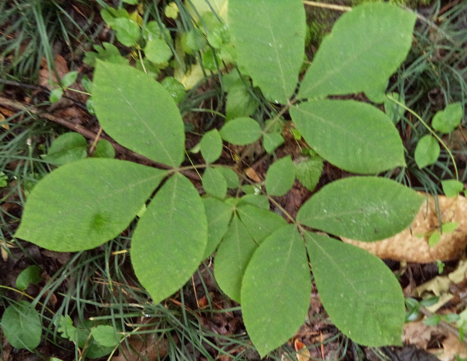 hickory+seedling-95009883.jpg