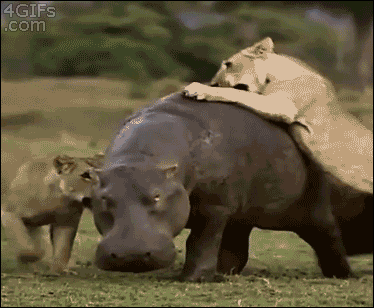 Hippo-Dont-Care-About-Multiple-Lions-Attacking-It-When-Its-Got-Places-To-Be.1635611097.gif