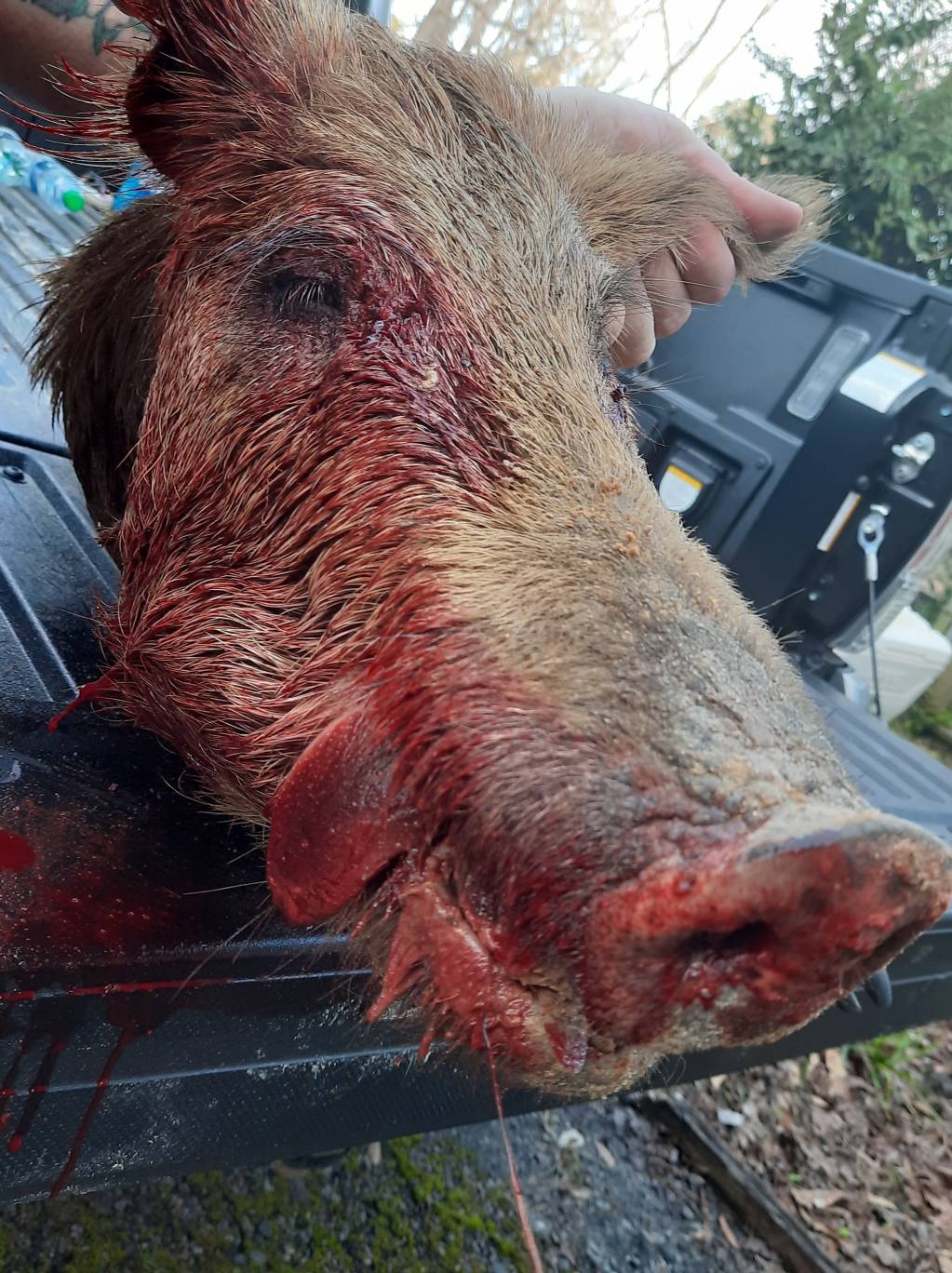 Hog head shot.1614605906.jpg
