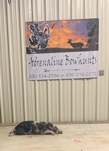 hog2pic 2.1603895879.jpg