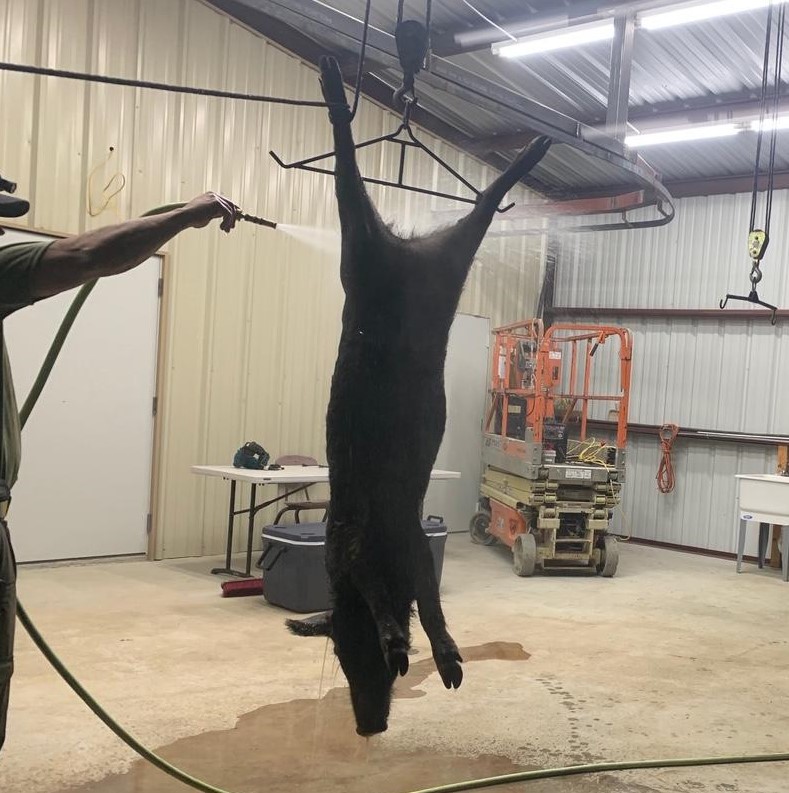 Hogpic 2.1603895866.jpg
