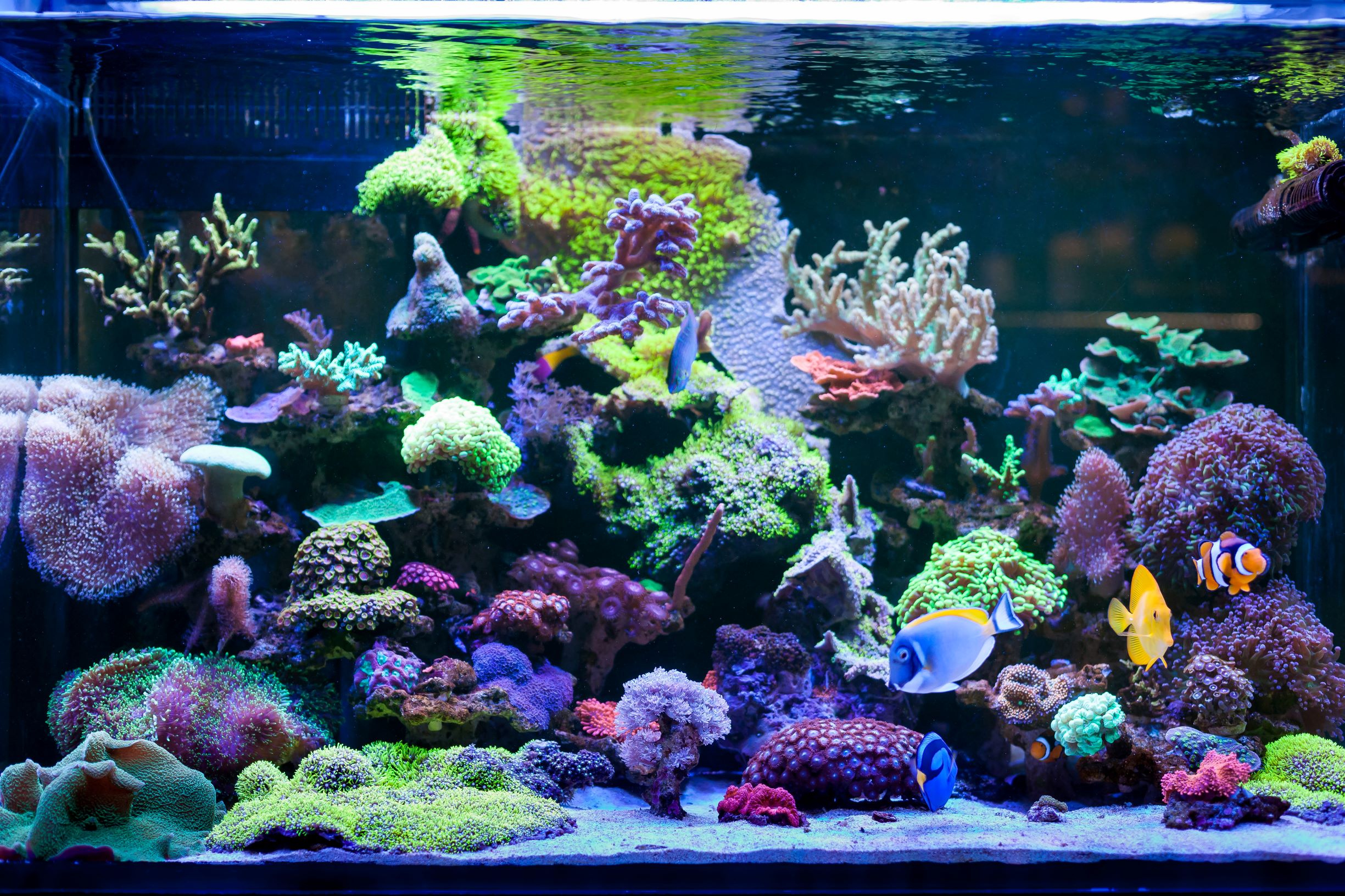 Home Aquarium.jpeg