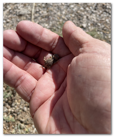 horned toad 1.png