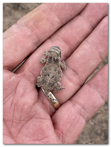 horned toad 2.png