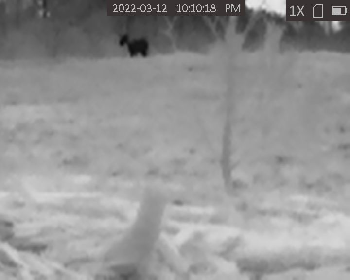 Horse @ APPROX 65-70 yds.JPG