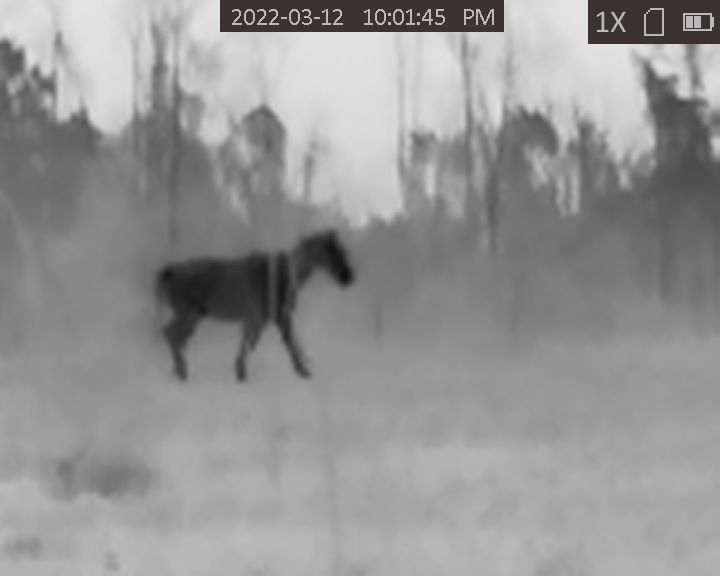 Horse at 35-40 yds black hot.JPG
