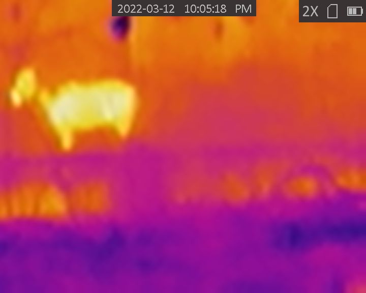 Horse investigating night   stand in open pasture  approx 40-45yds fusion.JPG