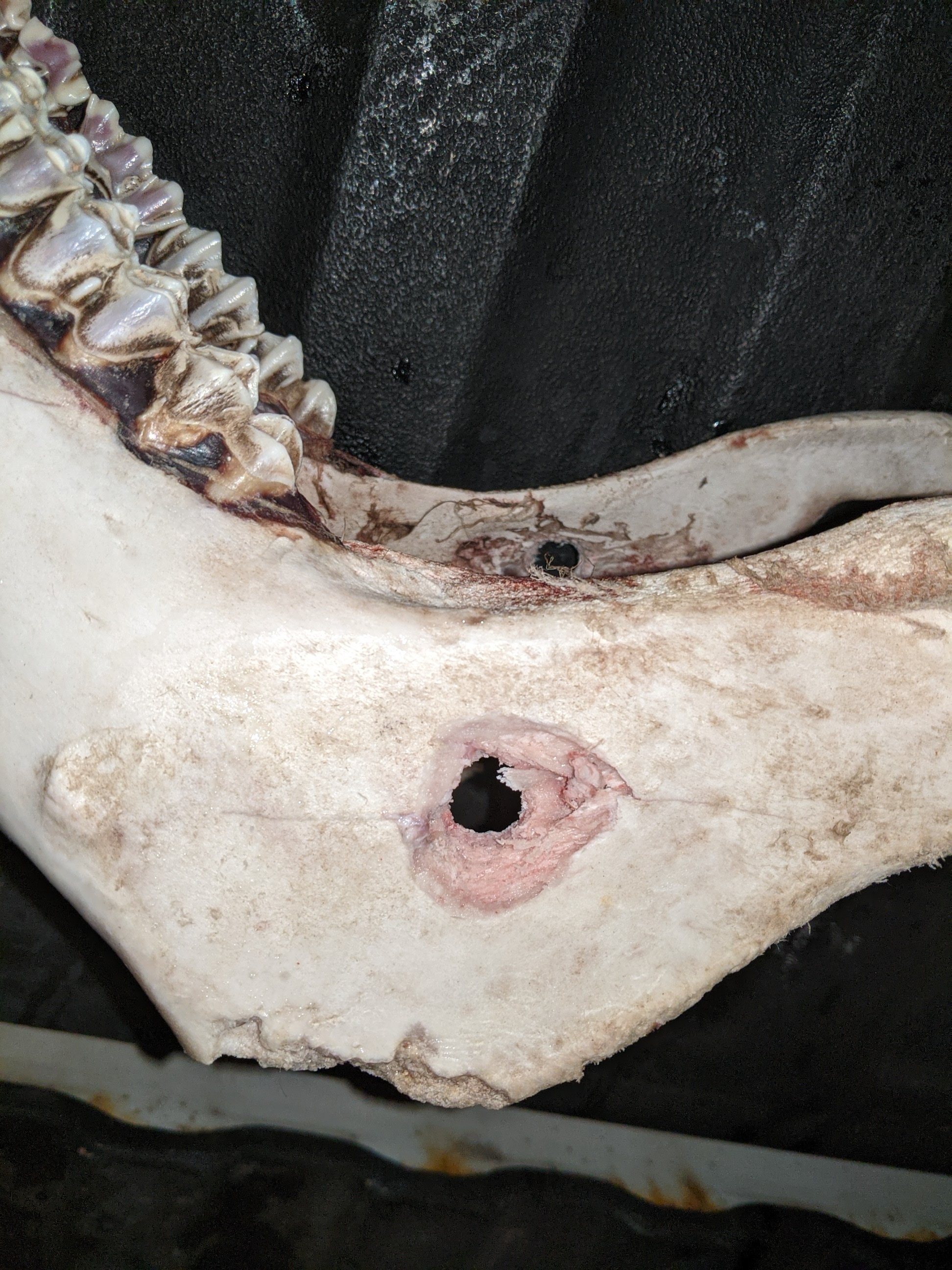 Horse Jaw Thin Exit.jpg