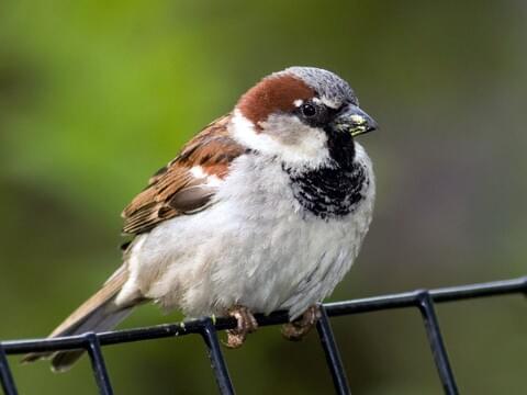 House Sparrow.1647362935.jpg