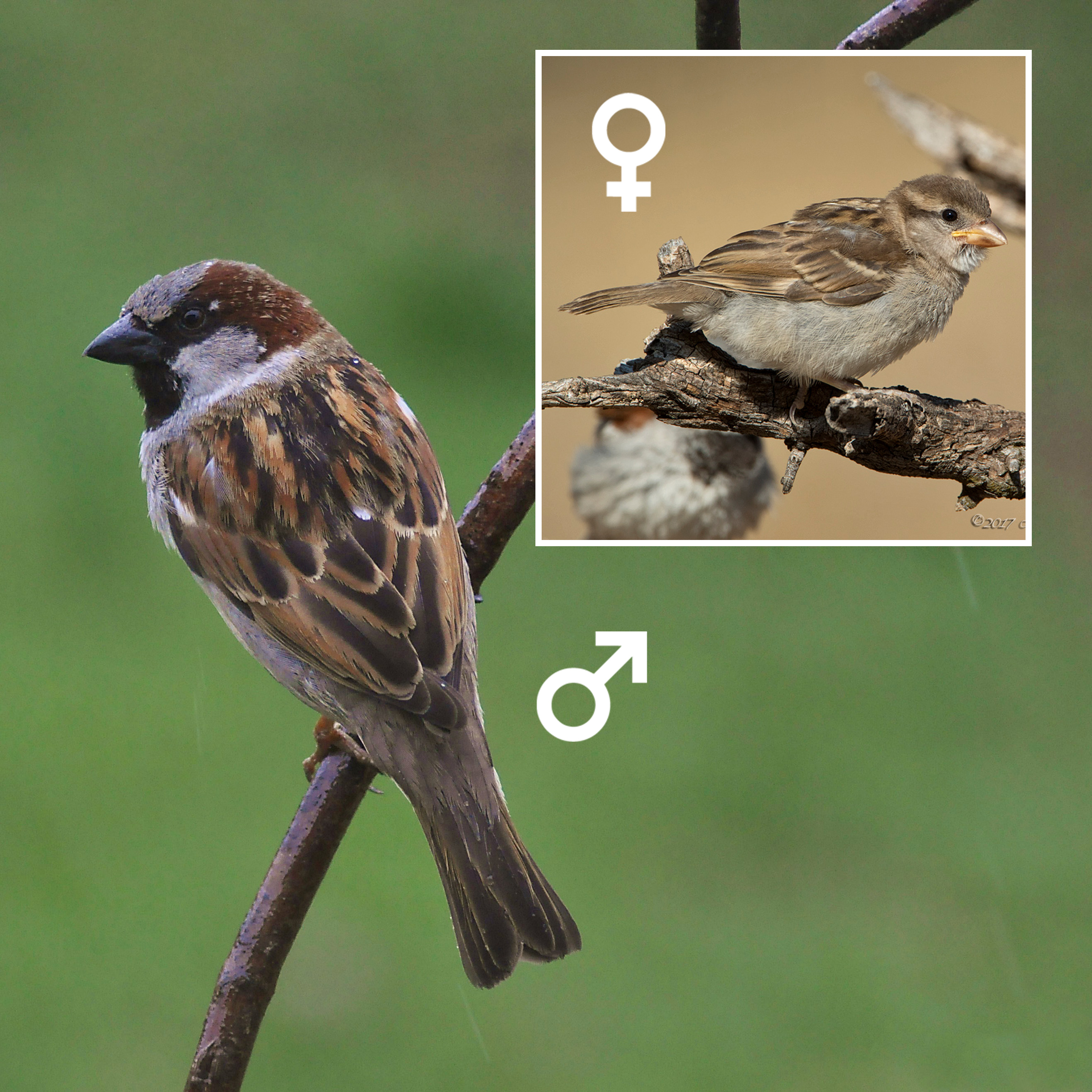 house sparrow male and female.jpg