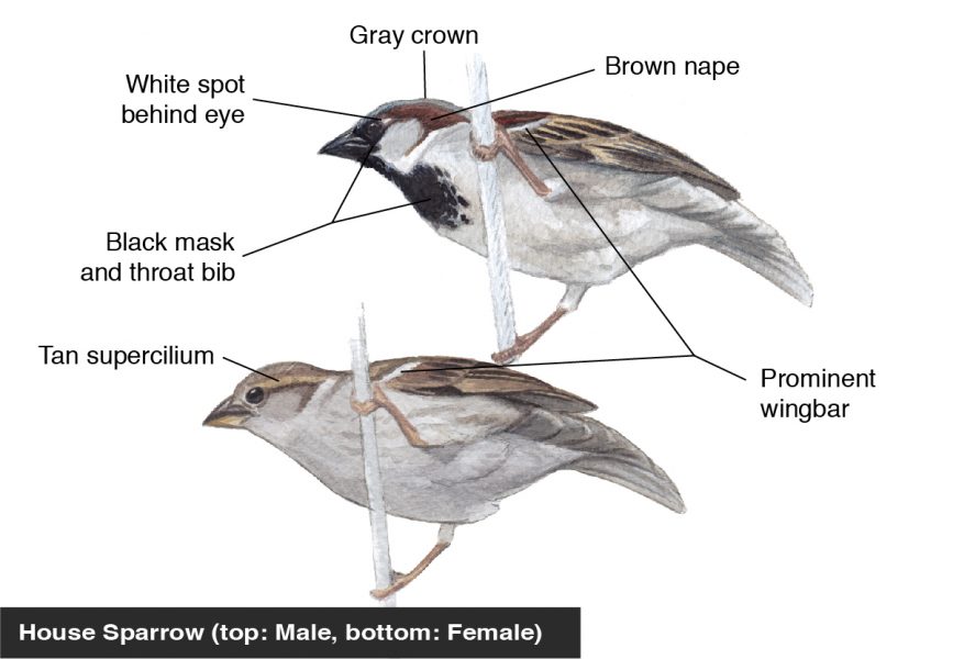 house sparrow male and female2.jpg