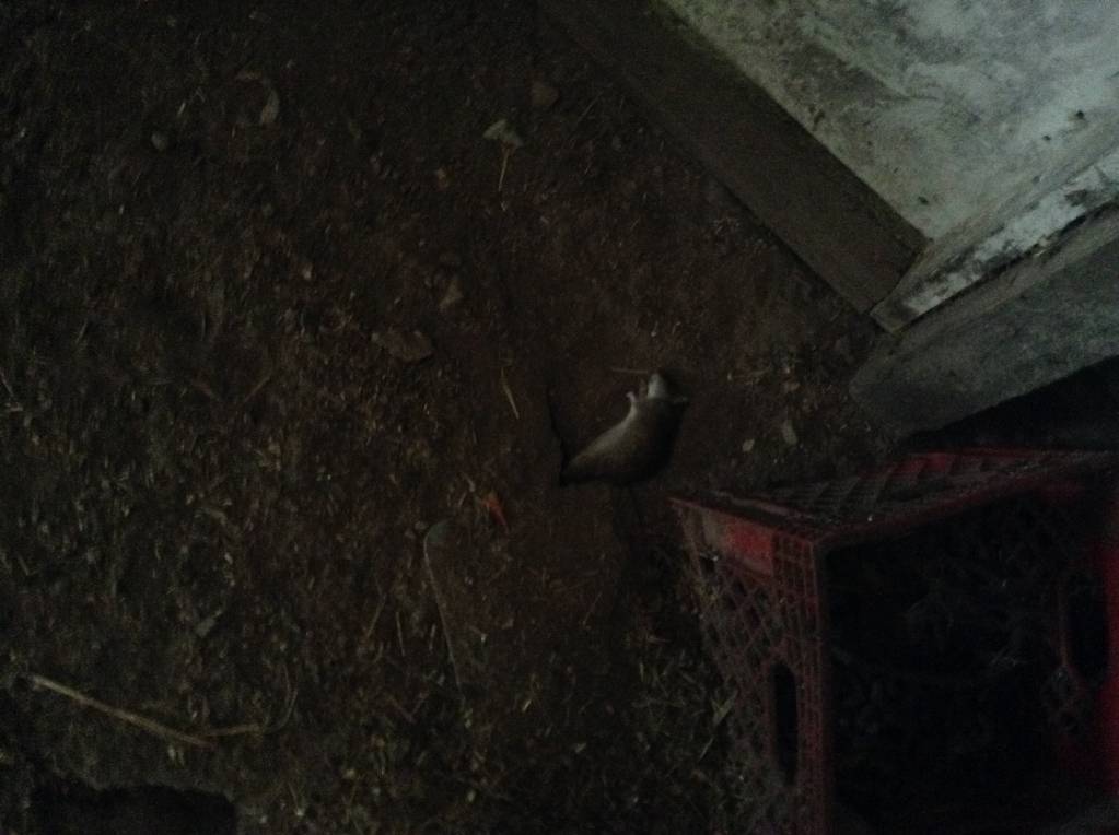image.1633301147.jpeg