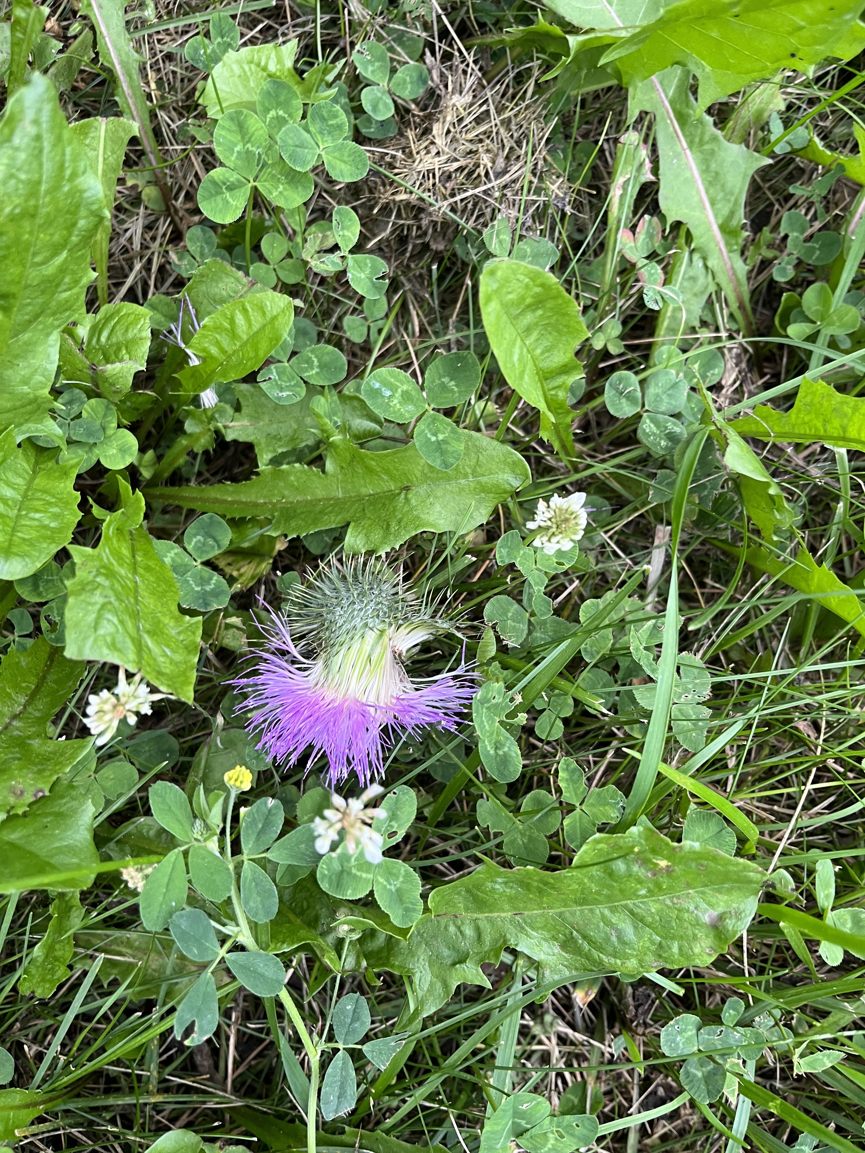 IMG_0150.jpeg