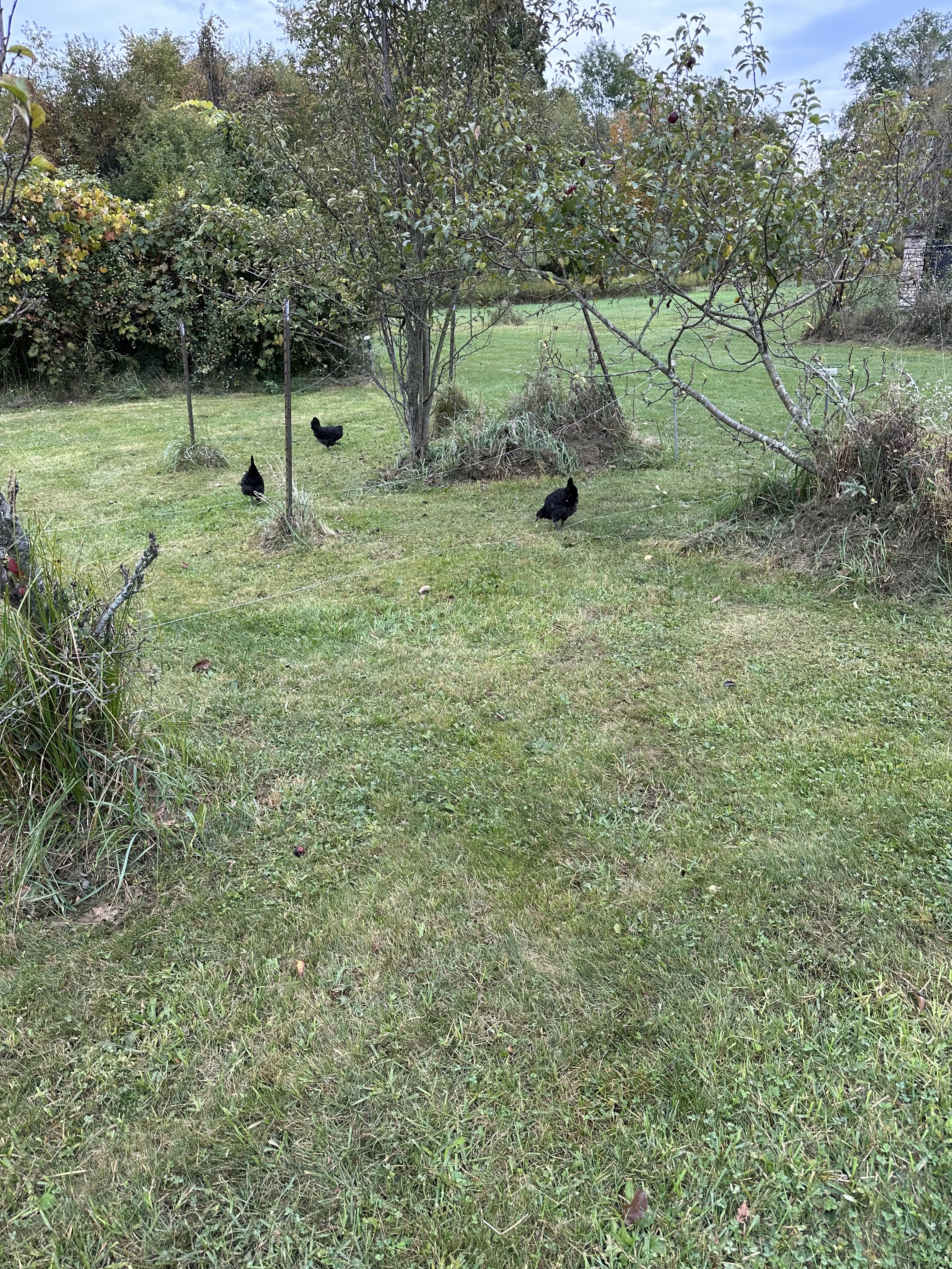 IMG_0182.jpeg