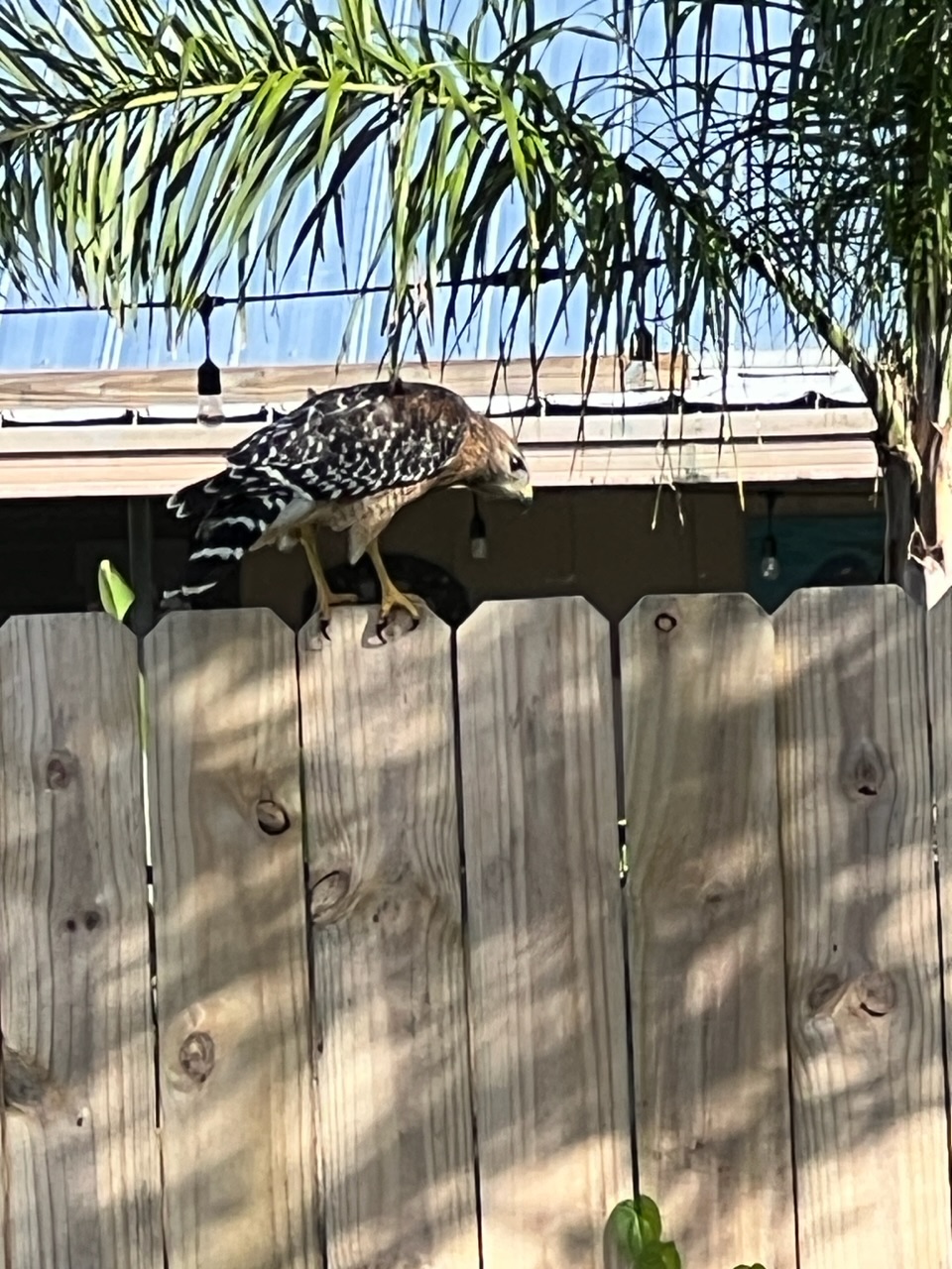 IMG_0249.jpeg
