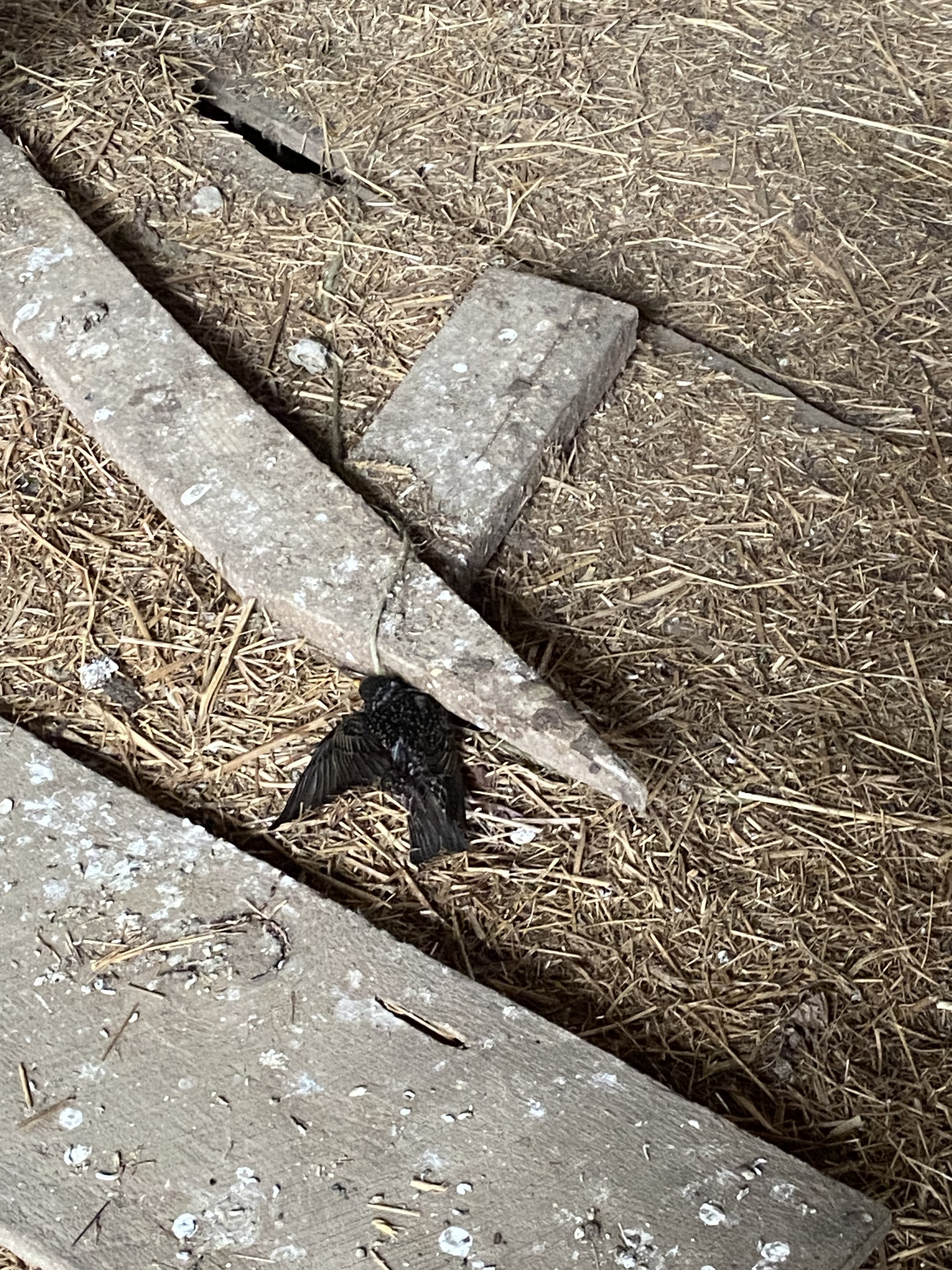 IMG_0639.jpeg