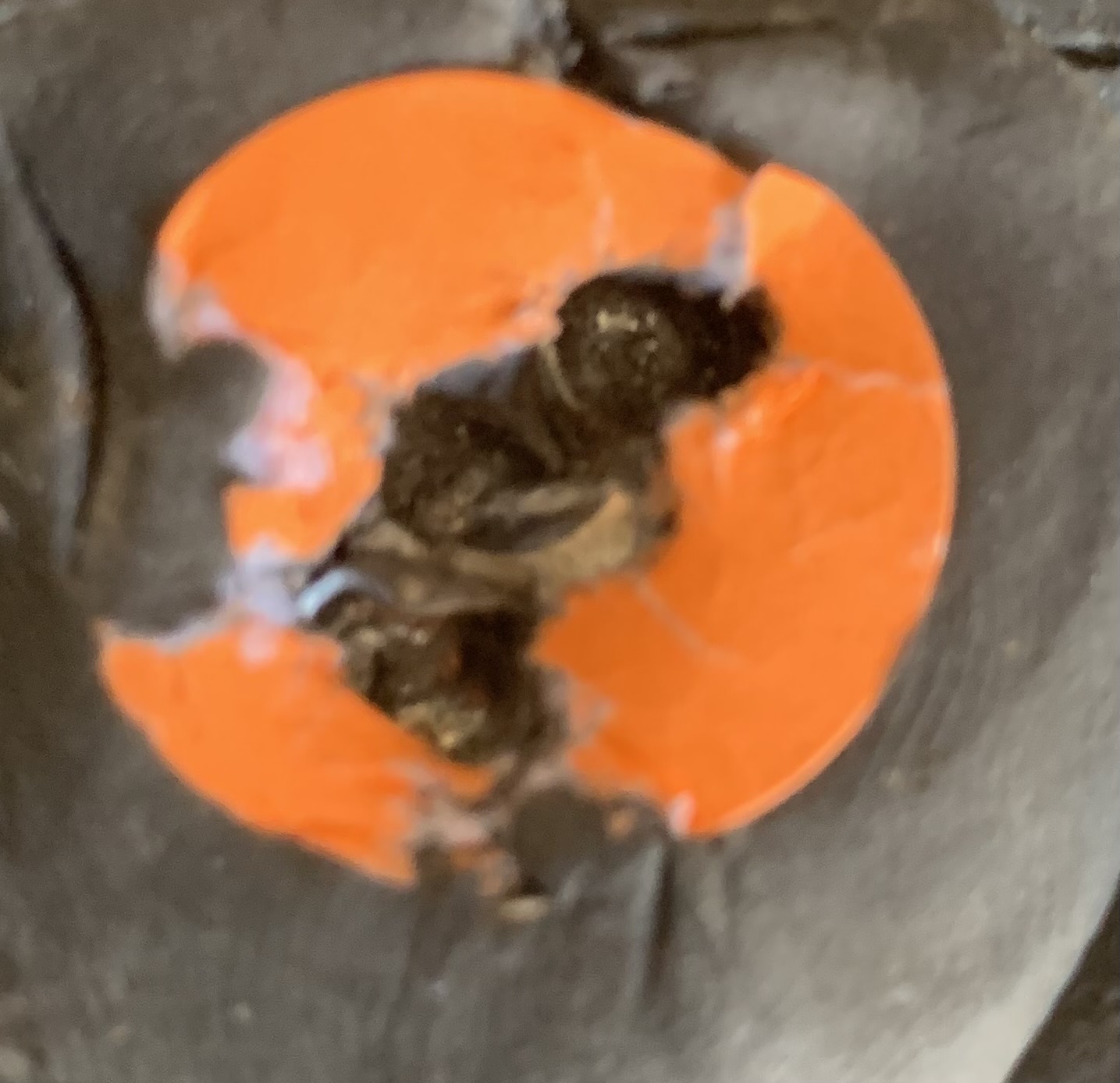 IMG_0642.jpeg