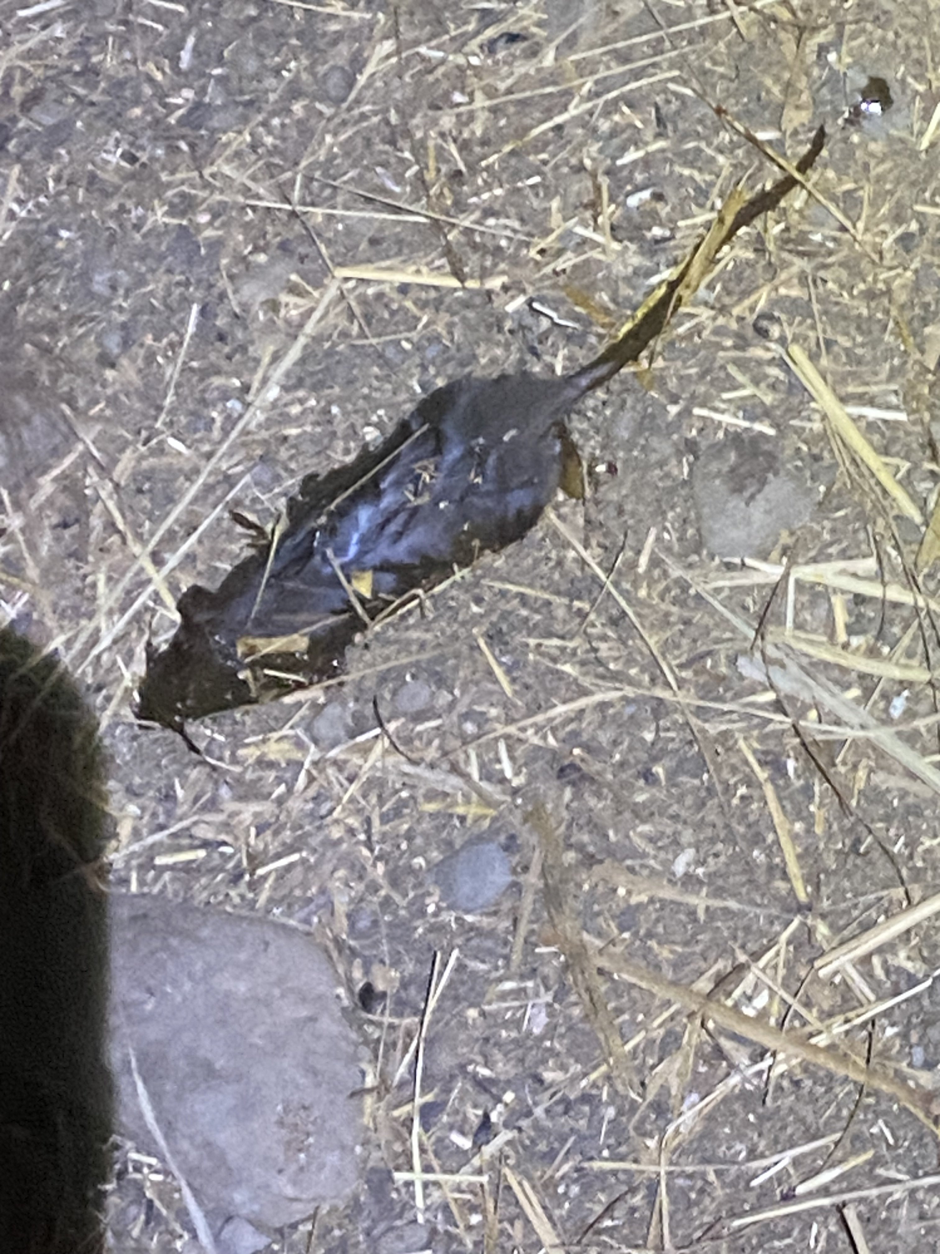 IMG_0891.jpeg