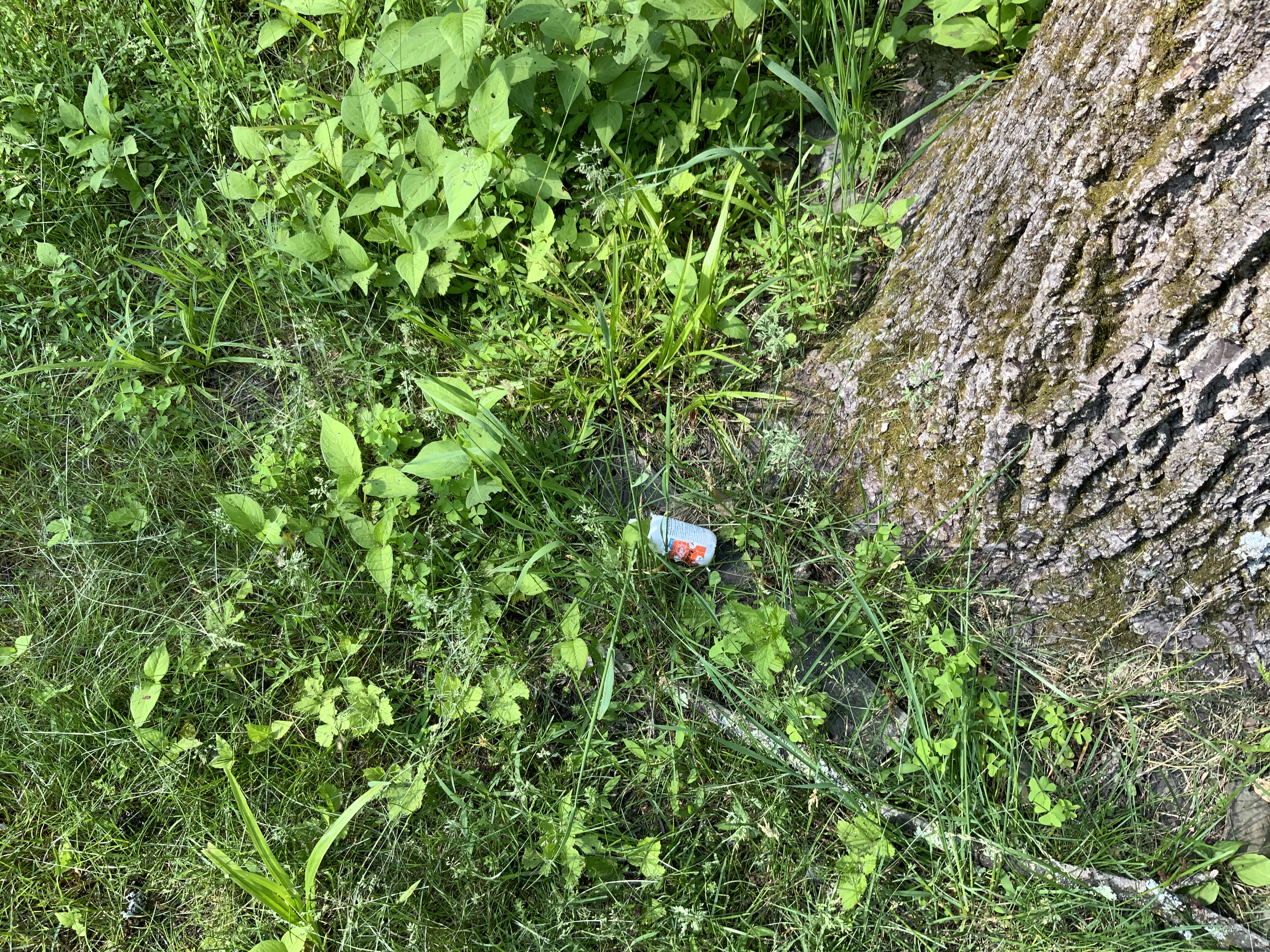IMG_1492.jpeg
