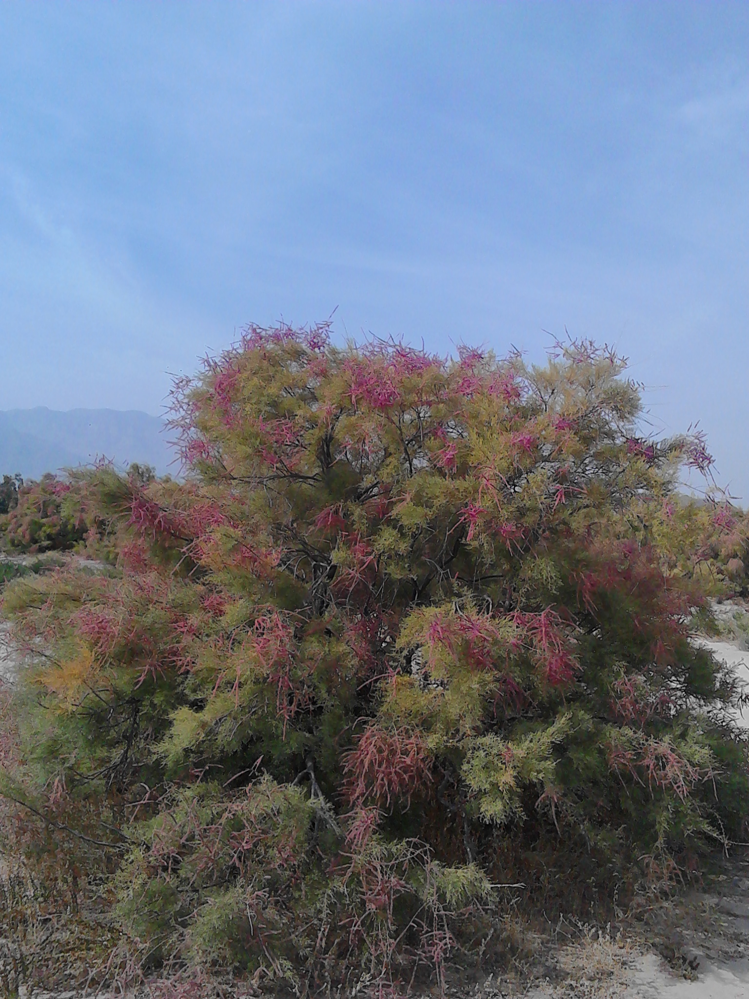 IMG_20151022_094141.jpg