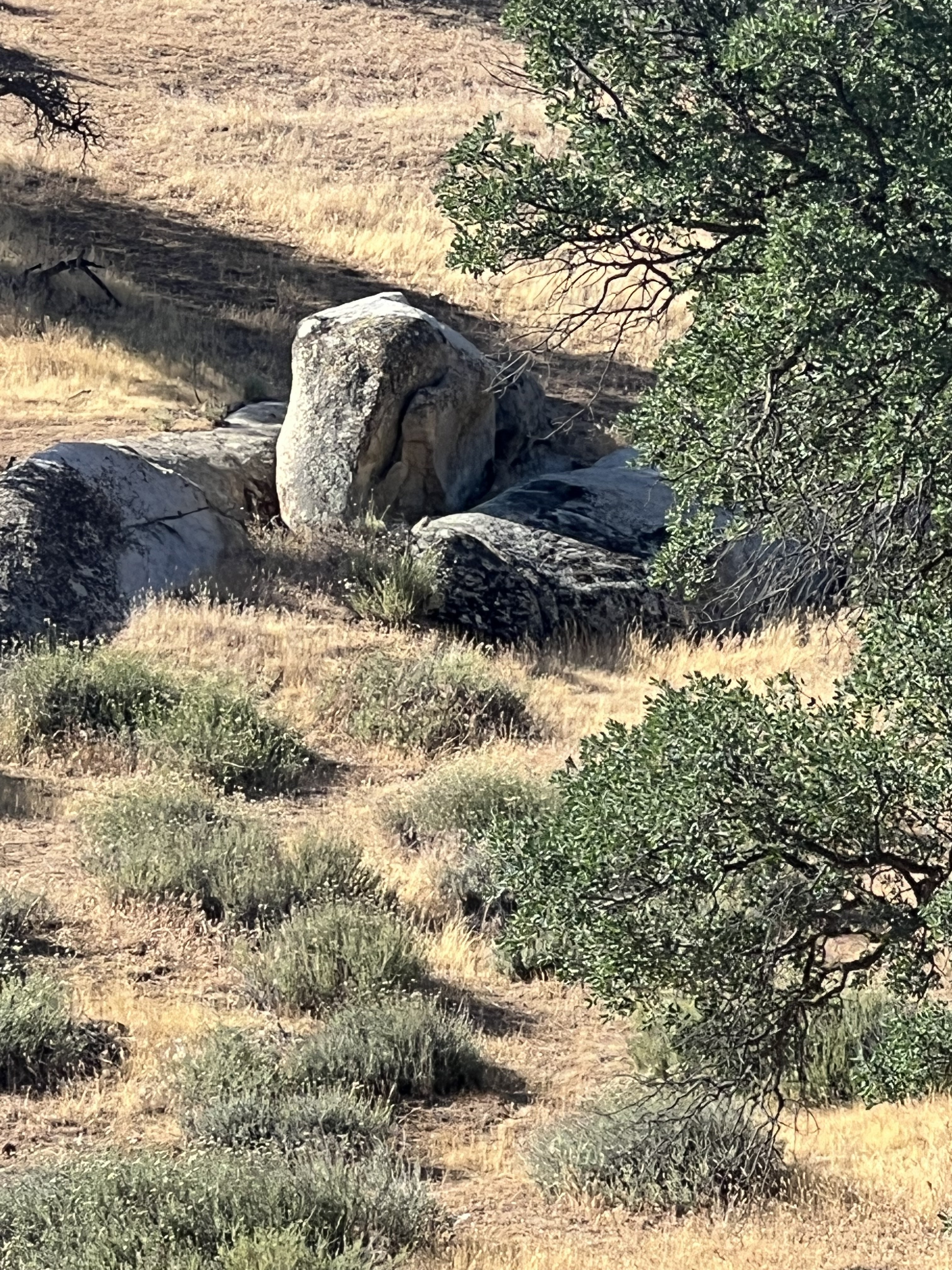 IMG_2626.jpeg