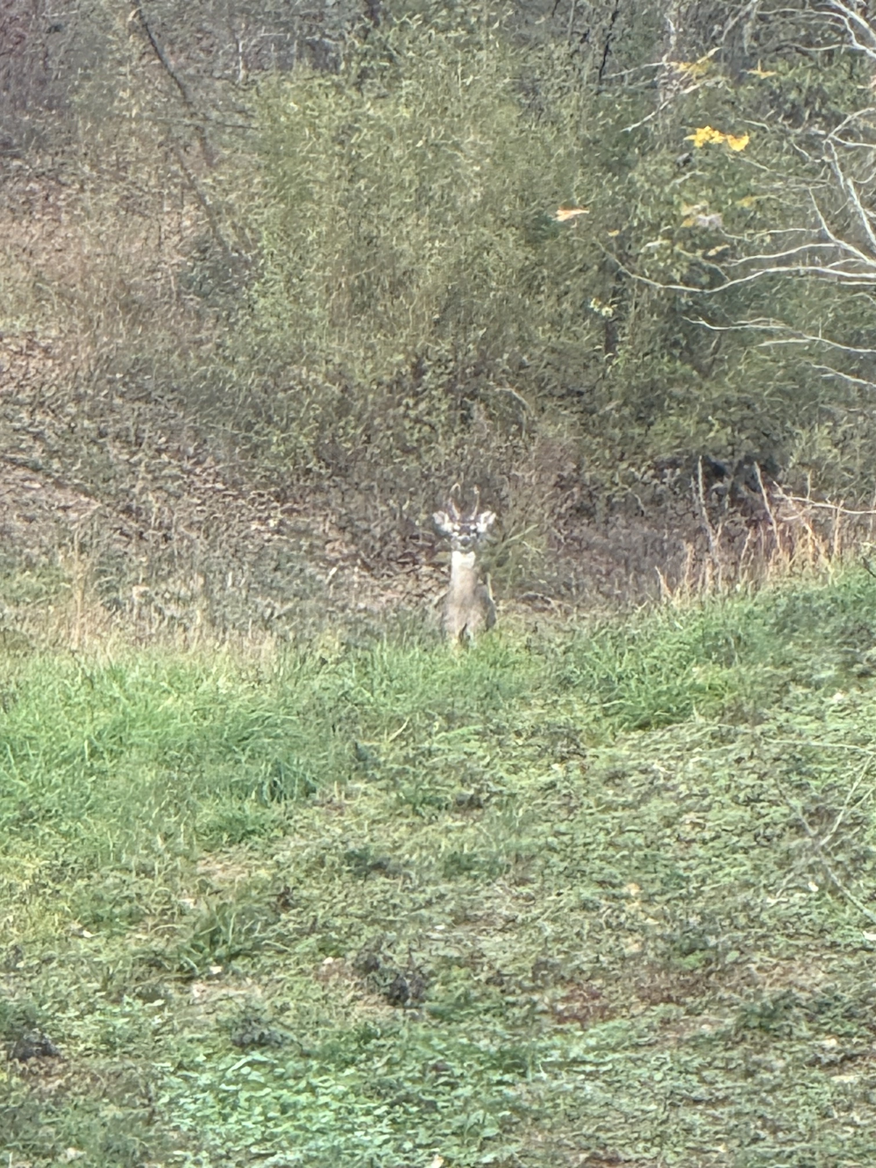 IMG_4053.jpeg