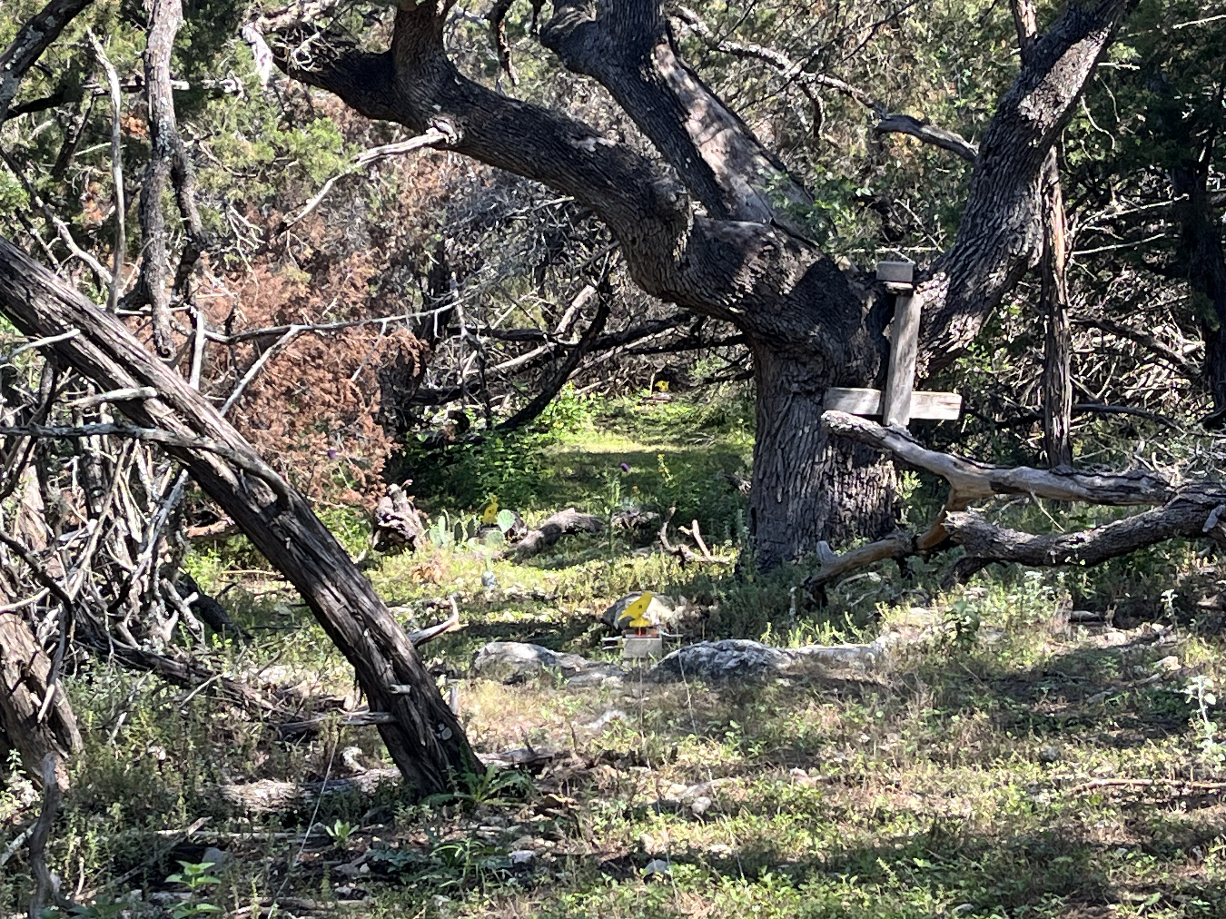 IMG_5533.jpeg