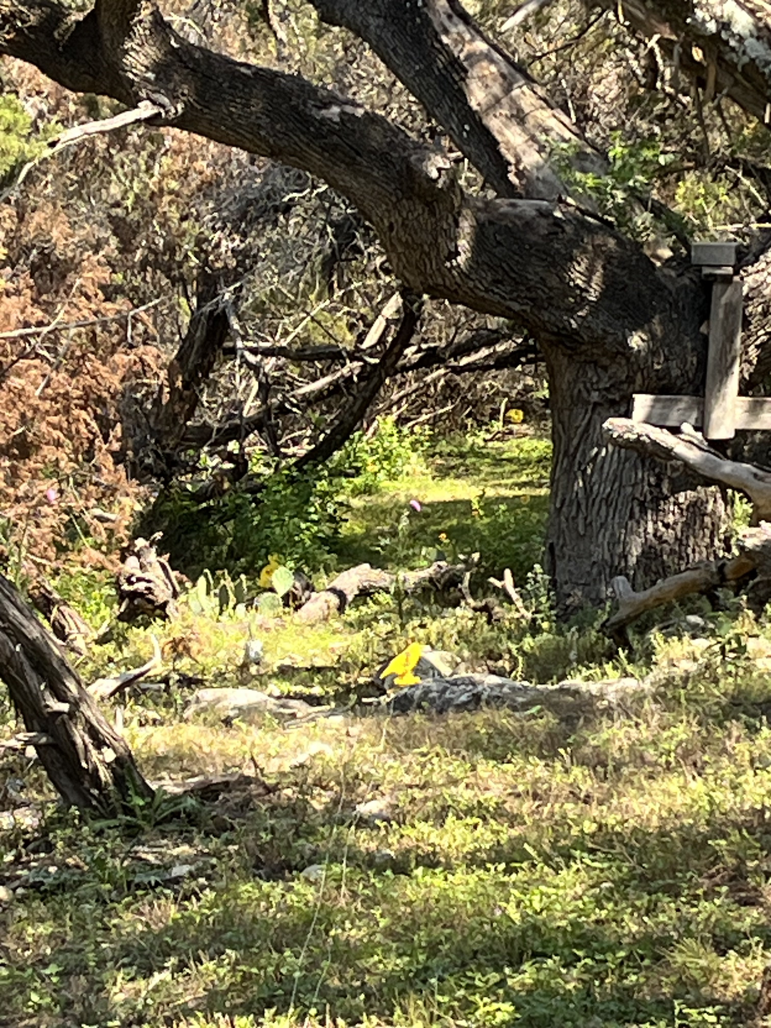 IMG_5538.jpeg