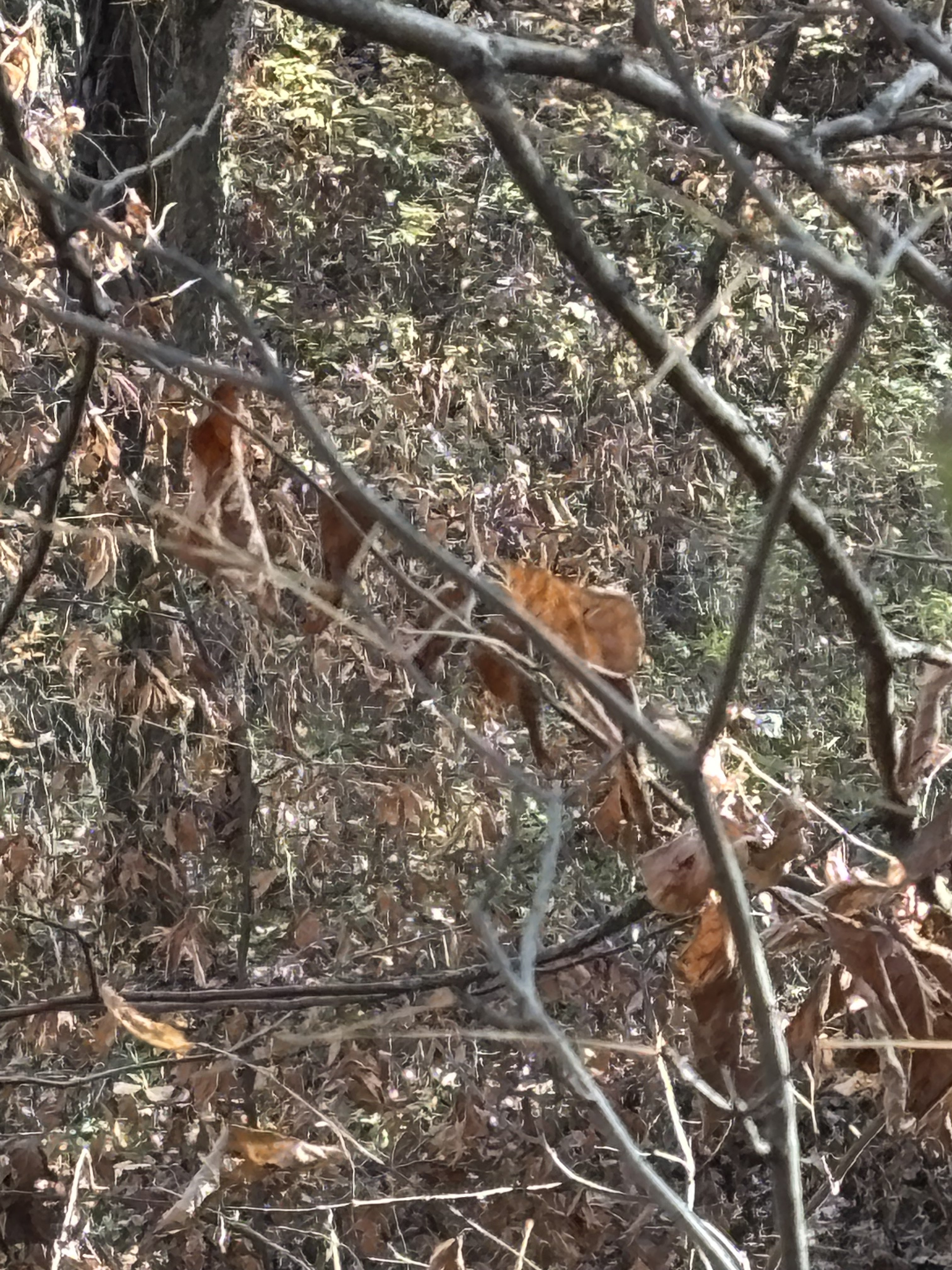 IMG_6394.jpeg