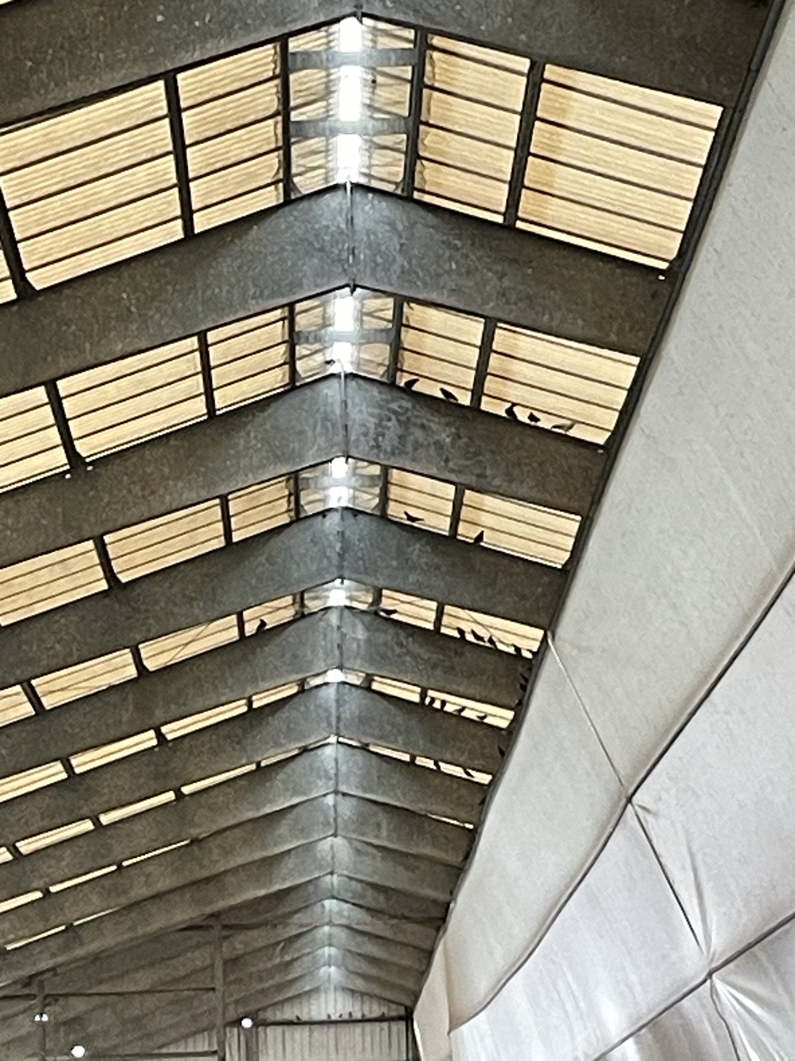 IMG_6955.jpeg