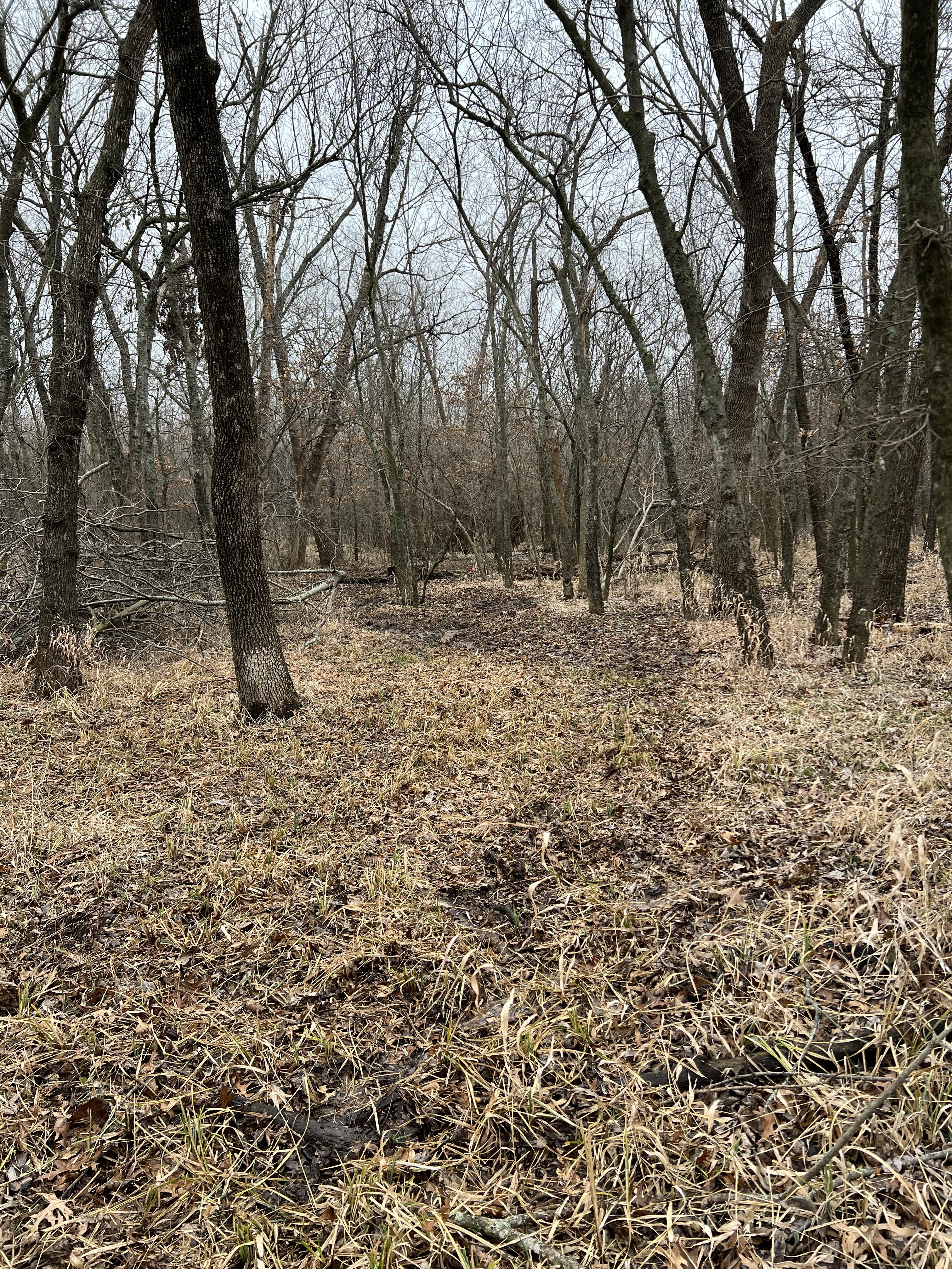 IMG_7010.jpeg