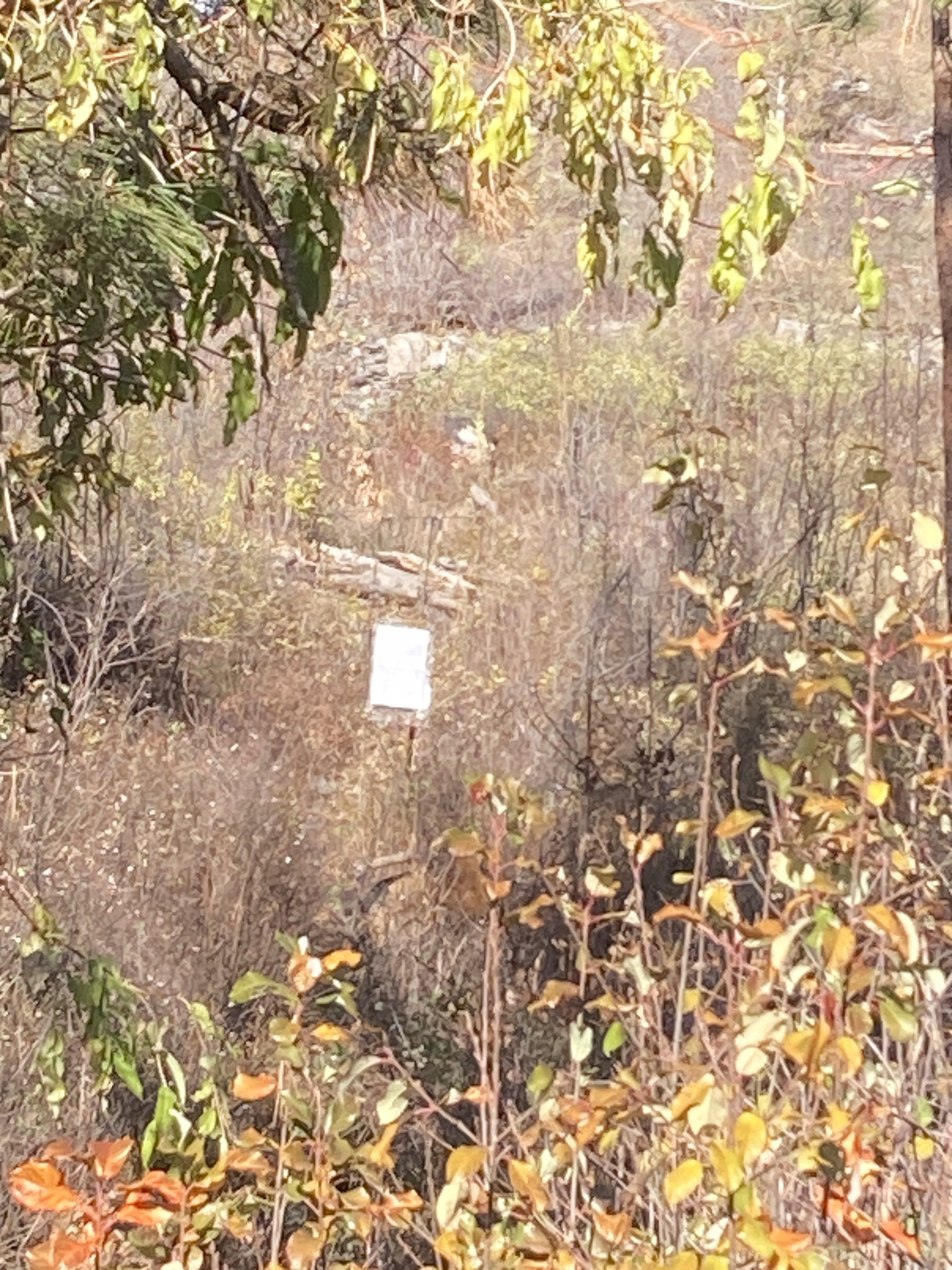 IMG_7117.jpeg