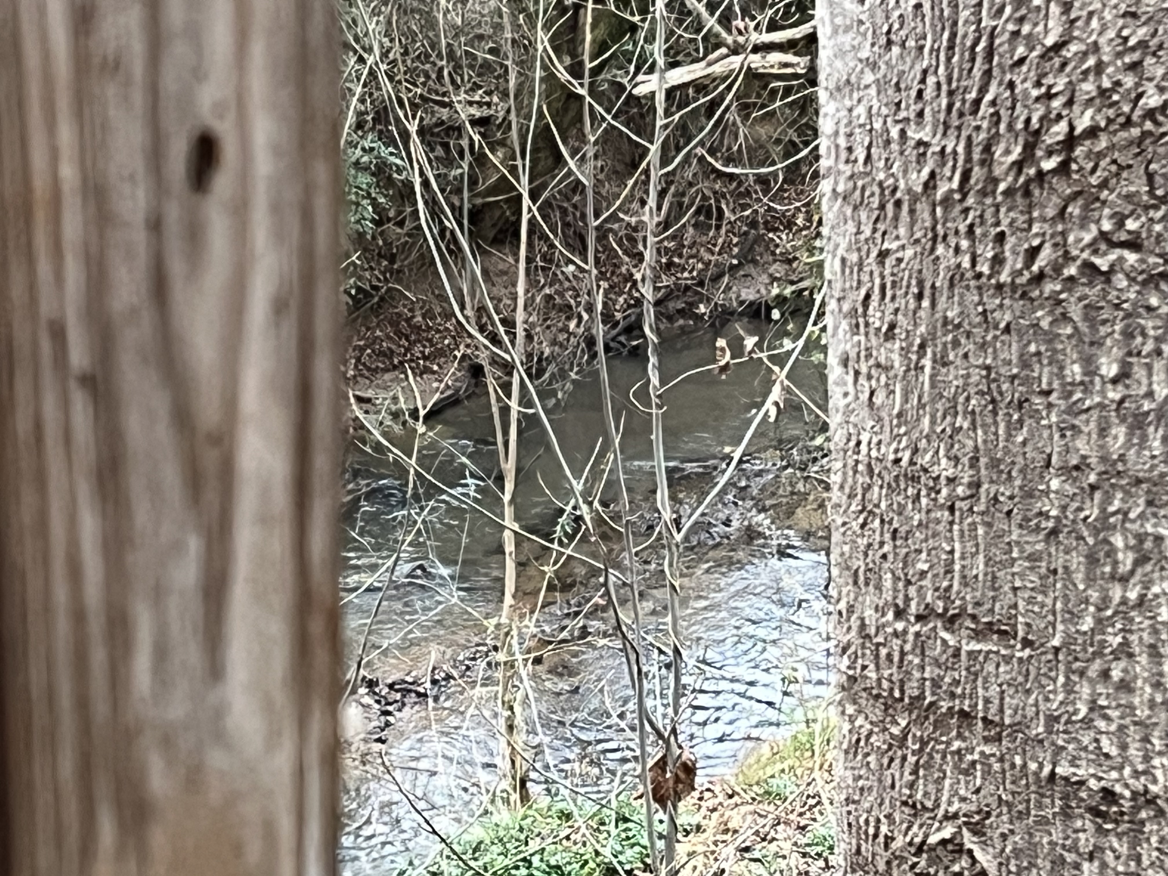 IMG_7657.jpeg