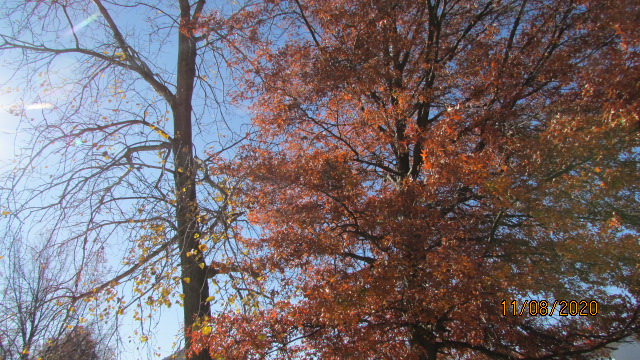 IMG_8798.1606253436.JPG