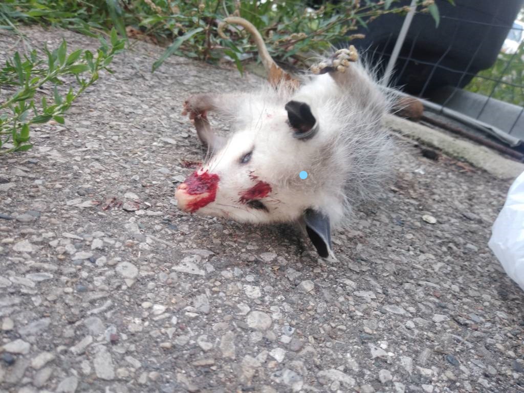 Inkedpossum_LI.1629001554.jpg