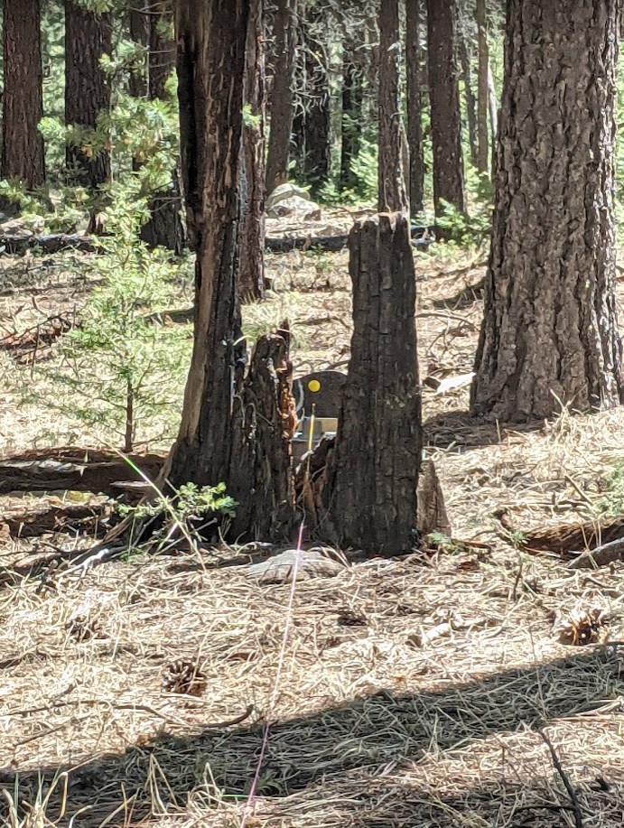 javelina in the gap.1652682784.jpg