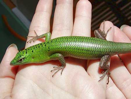Lamprolepis-smaragdina-03000002223_01.jpg