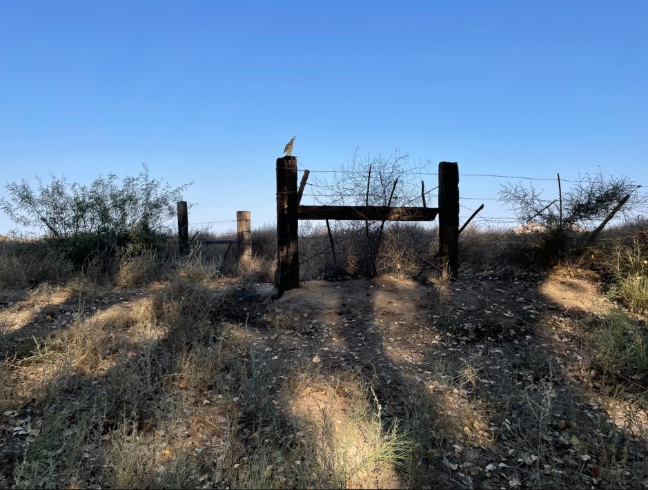 lane 1 quail.jpg